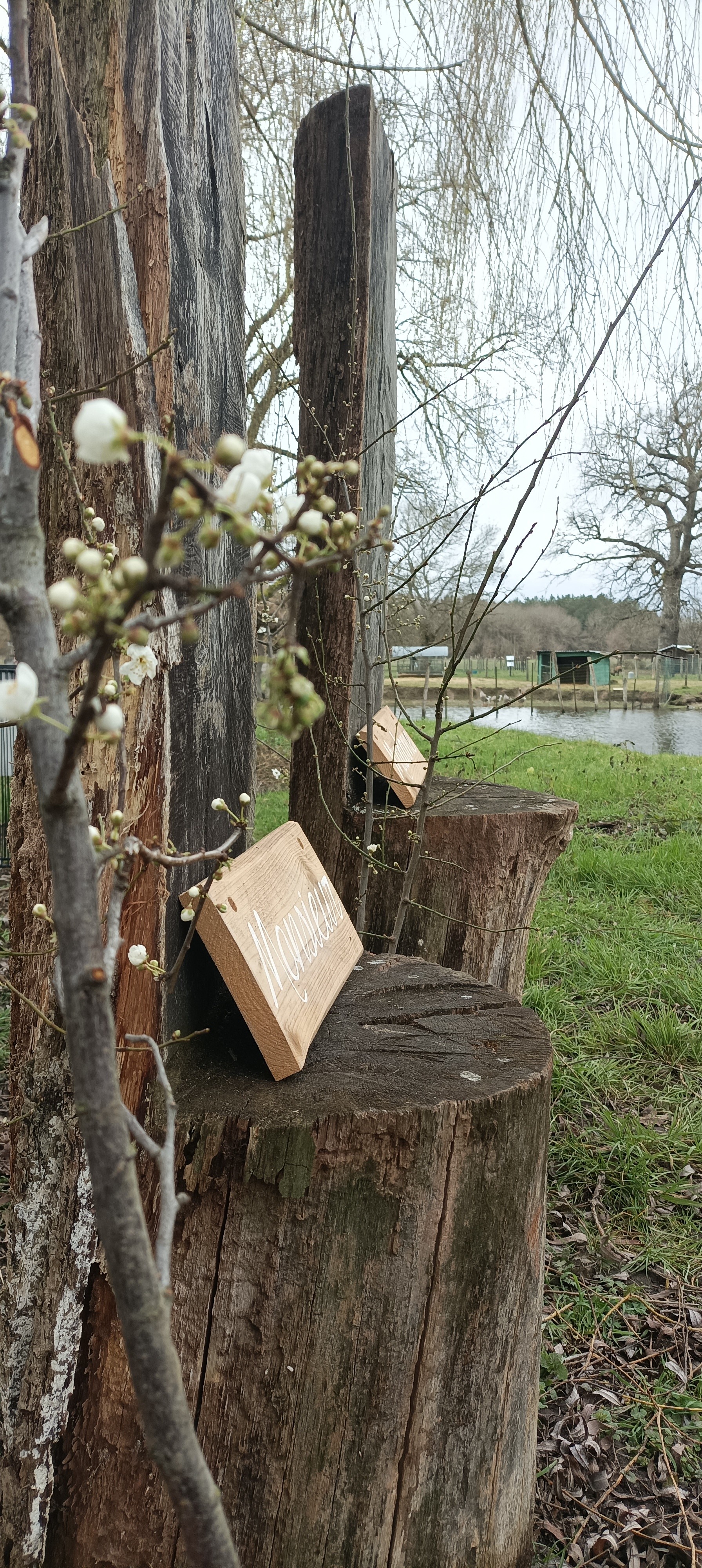 Ceremonie laique saule pleureur rayon de sologne