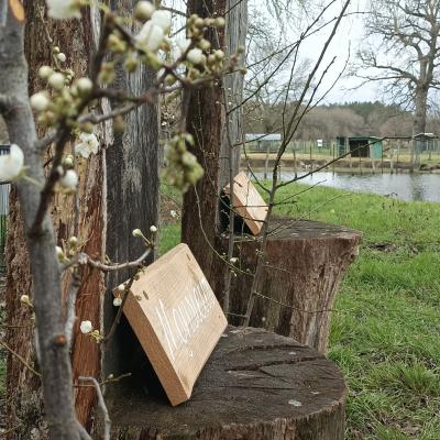 Ceremonie laique saule pleureur rayon de sologne