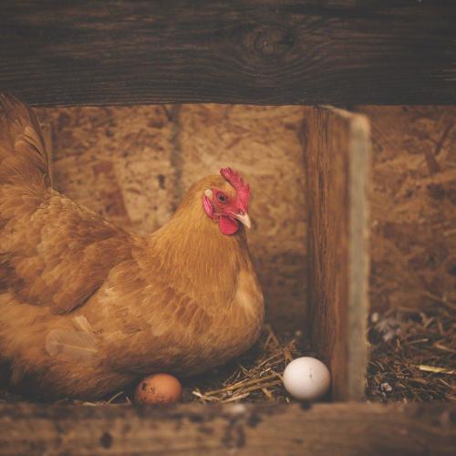 Chicken gf8cdbc195 1920